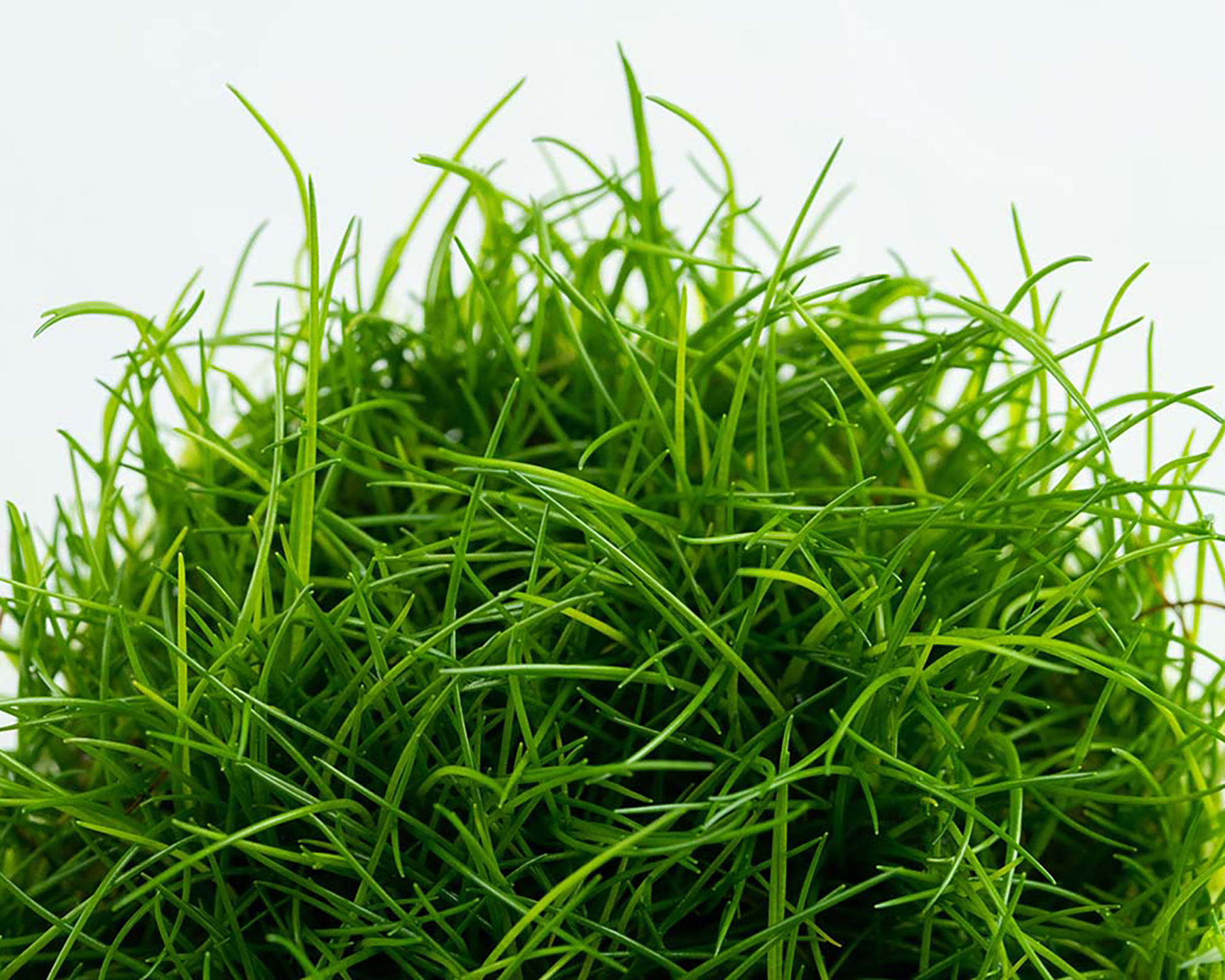 Eleocharis acicularis (Dwarf Hairgrass)
